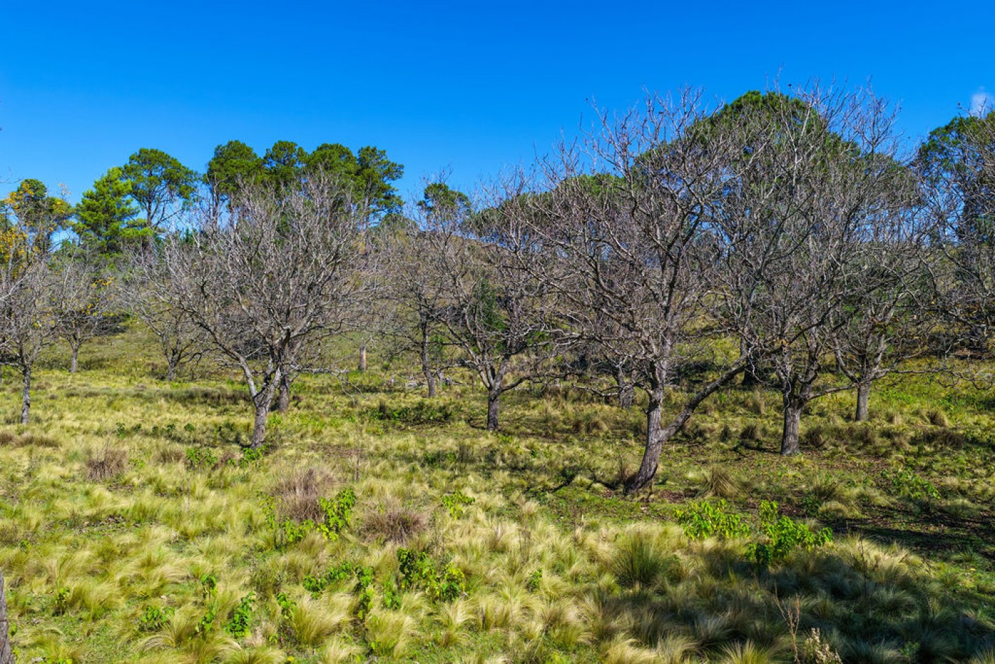 POTRERO DE GARAY- CHACRA