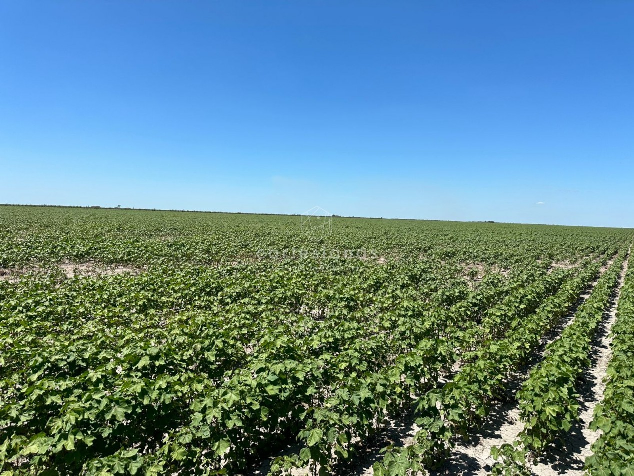 CAMPO AGRICOLA EN VENTA - 430 HECTAREAS PRODUCTIVAS