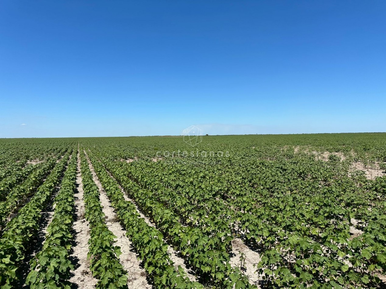 CAMPO AGRICOLA EN VENTA - 430 HECTAREAS PRODUCTIVAS