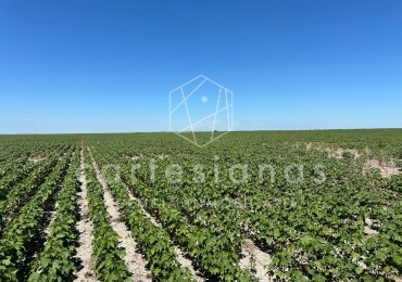CAMPO AGRICOLA EN VENTA - 430 HECTAREAS PRODUCTIVAS